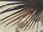 Giant Fossil Palm Frond From Wyoming - Rare! #212555-4